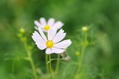 秋桜