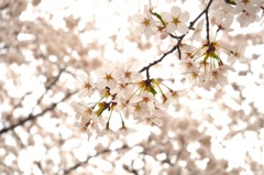 2_桜