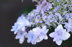 9月の紫陽花_3