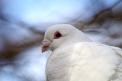 鳥_1