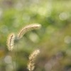 冬の陽射しに揺れて