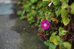 朝顔_雨上がり