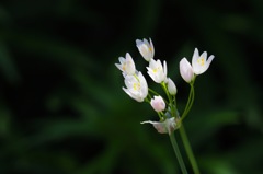 アリウム・ロゼウム