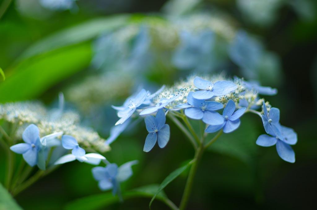 紫陽花_青系2