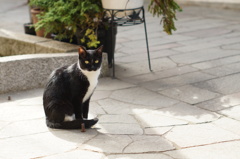 cat_109  Suicaのペンギン似
