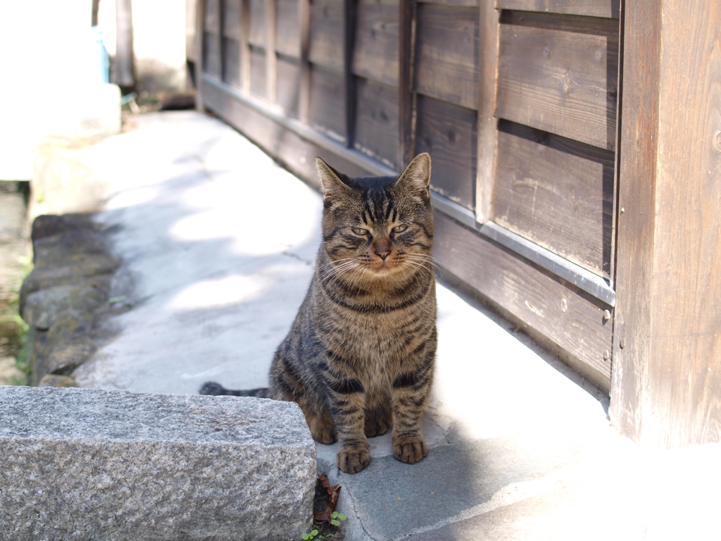 cat_427　三頭身?