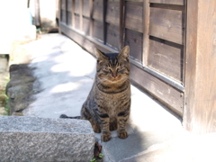 cat_427　三頭身?