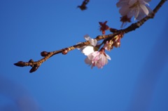 十月桜_2