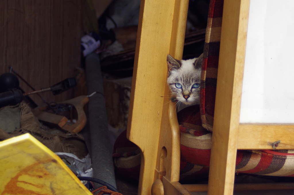 cat_23
