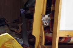 cat_23