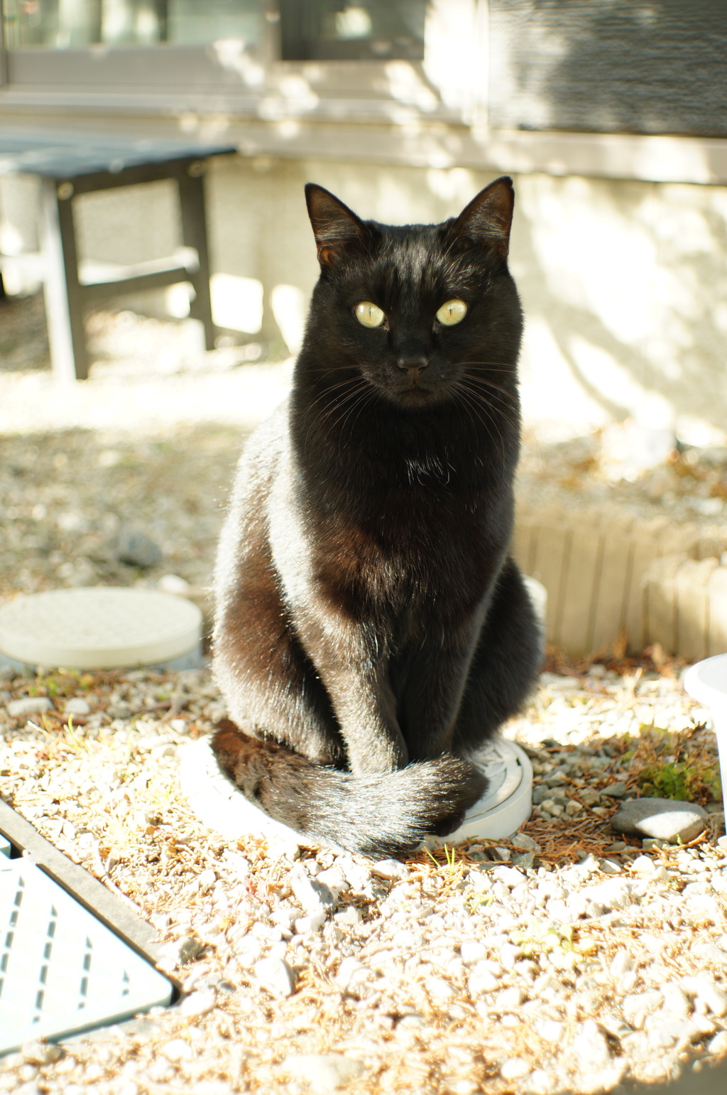 cat_494　初めまして♪