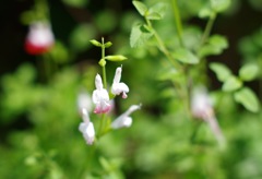 ホットリップス_3