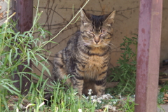 cat_36  居眠り中