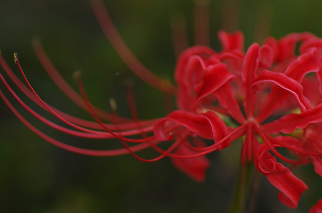 魅惑的な花_2