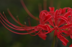 魅惑的な花_2