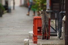 cat_401　乗れるかな?