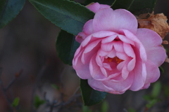 山茶花_2