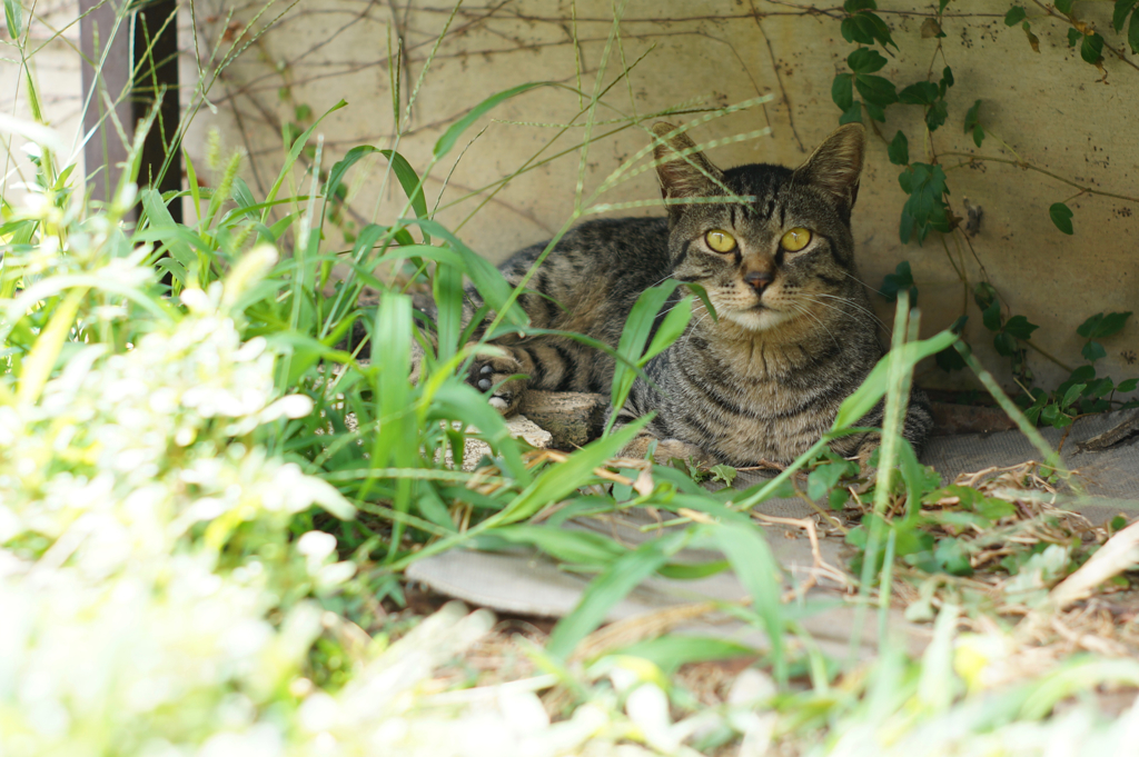 cat_71
