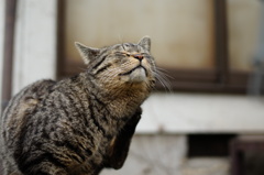 cat_251　ん〜