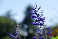 サルビア・ガラニチカ