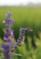 P_Blue salvia_3