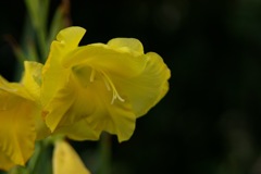 ゆく夏を惜しむように…