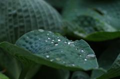 雫