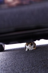 隠れてます