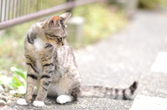 cat_320　ニャンダロウ?