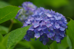 紫陽花_14