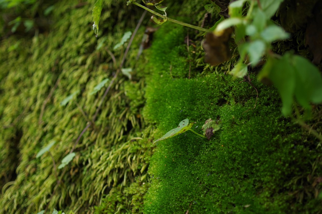 遊歩道_苔