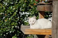 cat_172  香箱座り