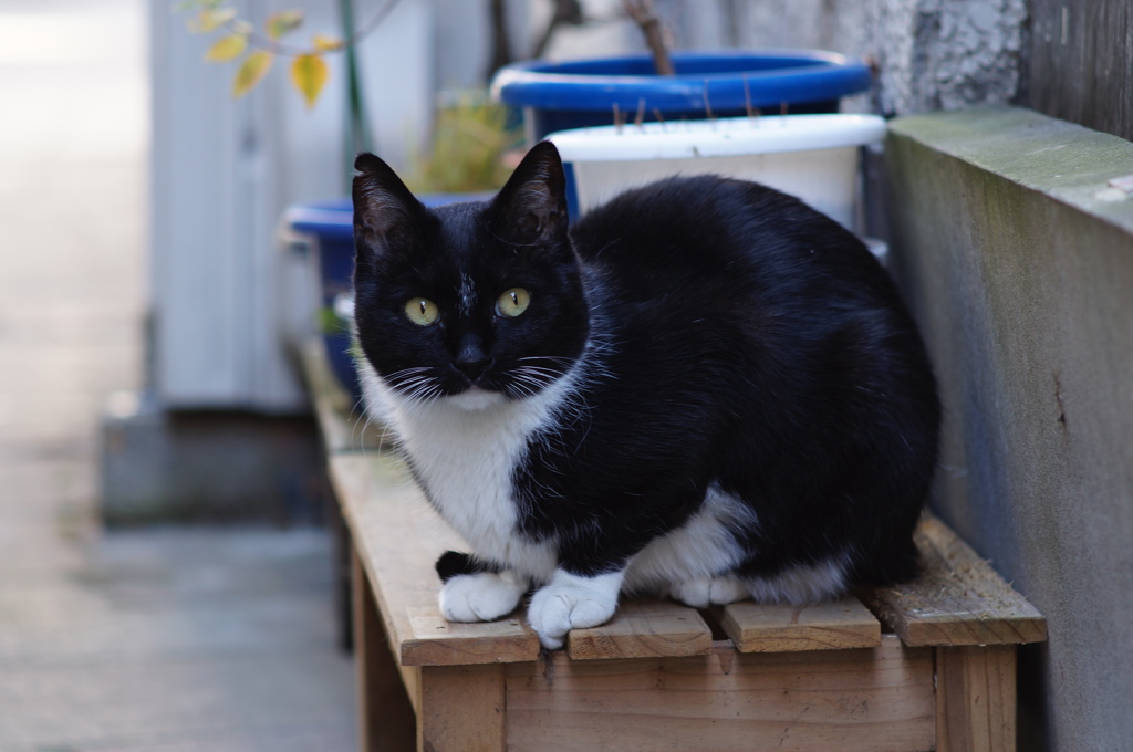 cat_154　花台の上で