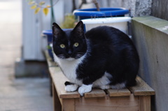 cat_154　花台の上で