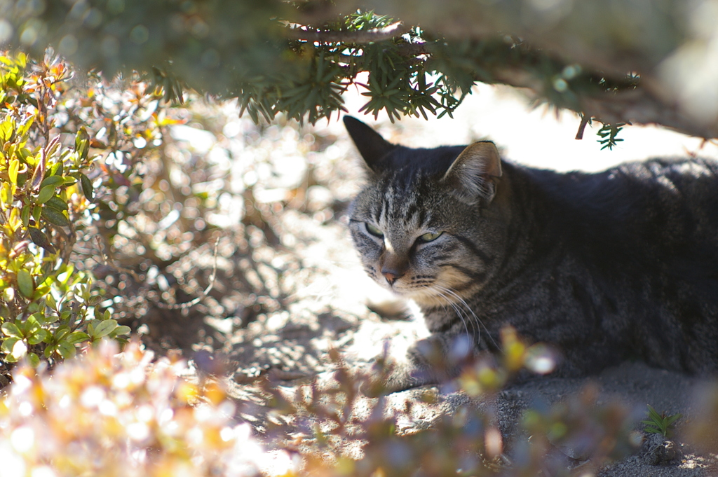 cat_8