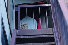 cat_113  blue green