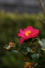 山茶花_1