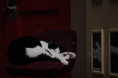 cat_327　熟睡