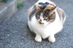 cat_270　三毛