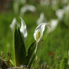 ミズバショウ_1