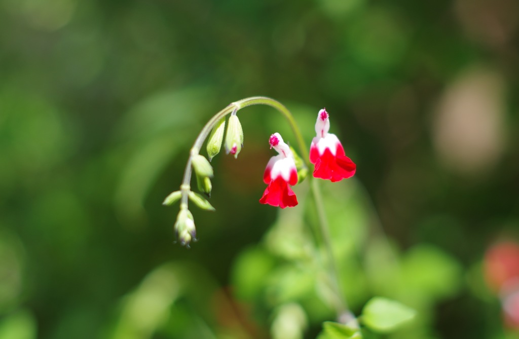 ホットリップス_2