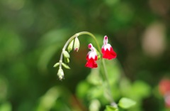 ホットリップス_2