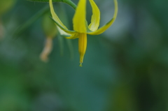 花_ミニトマト_3