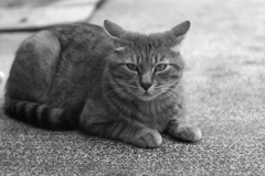 cat_53