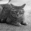 cat_53