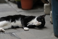 cat_359　grooming