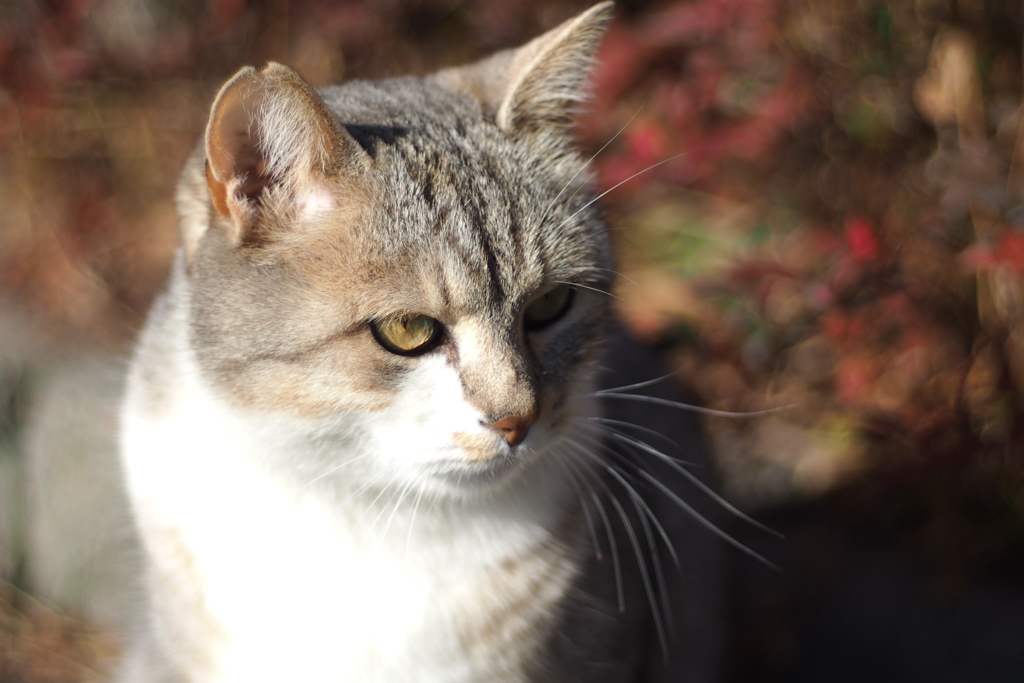 cat_481　日向ぼっこしてるにゃ