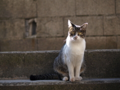 cat_429　興味津々