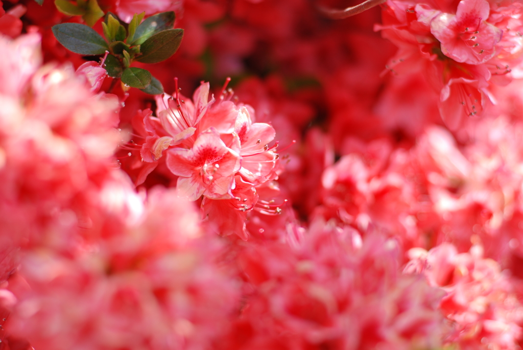 like a ruby