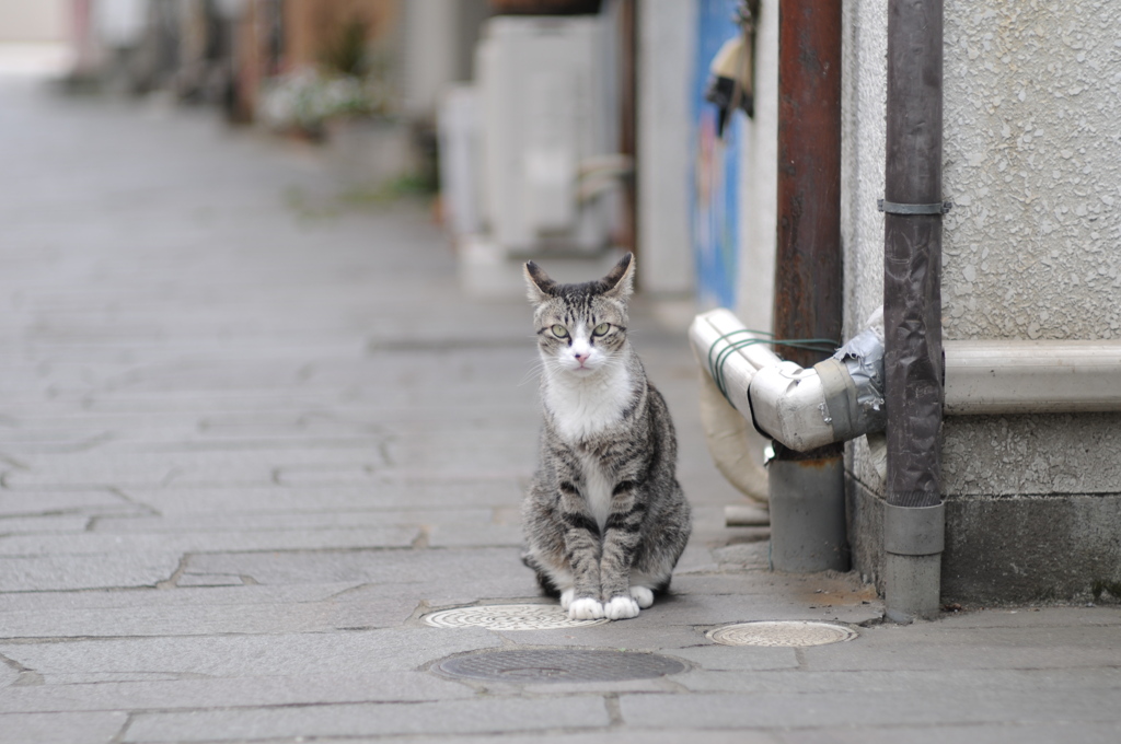 cat_323　猫のいる街角